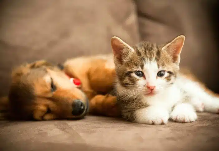 puppy and kitten.jpg