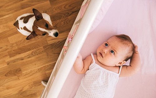Jack Russell terrier curious about new baby in the home