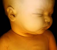 fetal development fully formed baby 3D