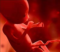 fetal development hands and feet