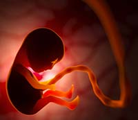 fetal development head and organs