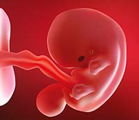 fetal development tiny eyes