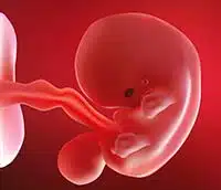 fetal development tiny eyes
