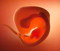 fetal development internal organs