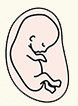 Fetus at 16 to 22 weeks