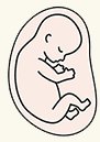 Fetus at 24 weeks