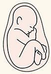 Fetus at 25 to 36 weeks