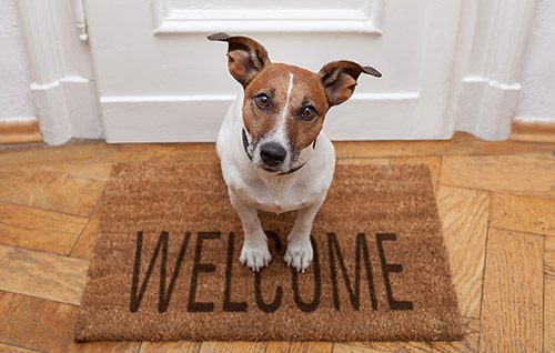 An inquisitive Jack Russell Terrier seated on a welcome mat