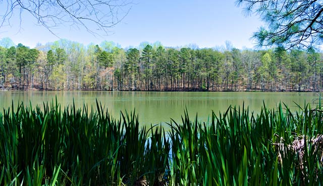 Alabama landscape