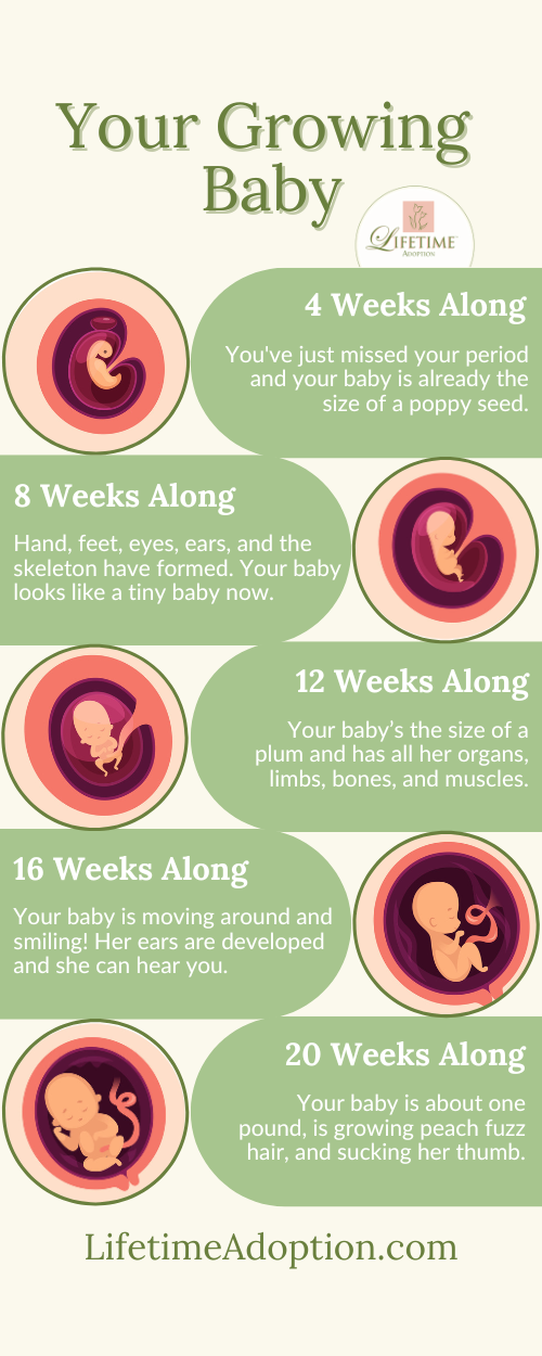 Fetal Development Infographic